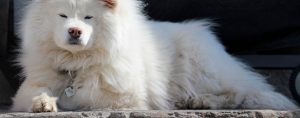 Samojed hund