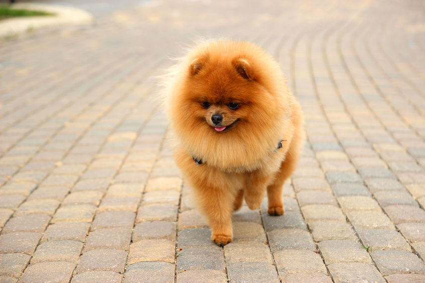 Pomeranian hund