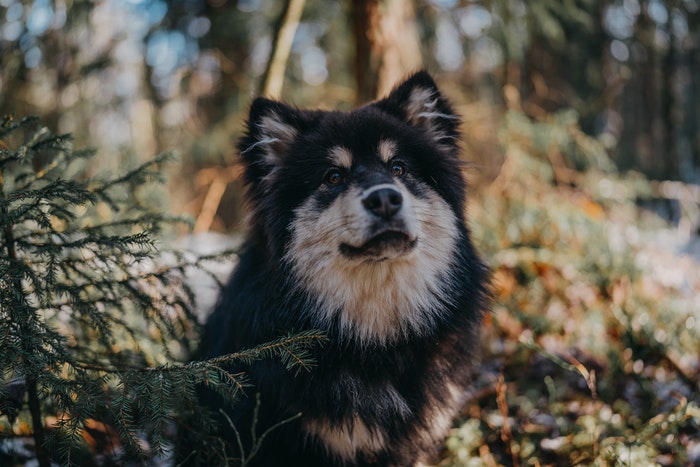 Tag hund med på ferie i