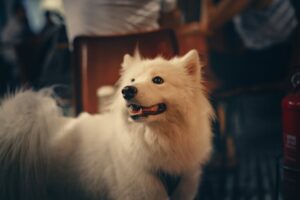 Flot samojede hund