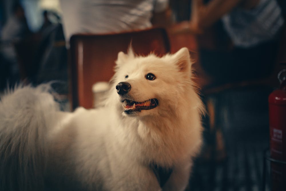 Flot samojede hund